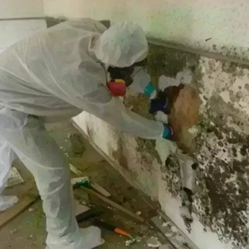 Mold Remediation and Removal in Enterprise, OR